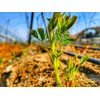 Basfoliar Amino Sl Aminoácidos Con Npk Compo Expert 1 L