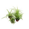 Three Assorted Spider Plants, 2.5 inch grower's Pot, Variegated Spider