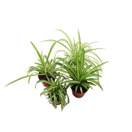 Three Assorted Spider Plants, 2.5 inch grower's Pot, Variegated Spider Plant Starter Pack, Varieties can Include Ocean Spider, Reverse, Hawaiian Spider, or Bonnie Currly