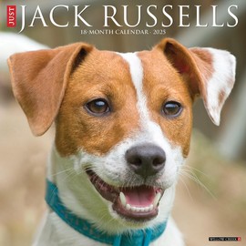 Willow Creek Press Jack Russells Monthly 2025 Wall Calendar (12" x 12")