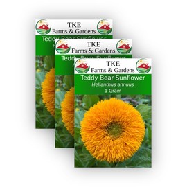 TKE Farms - Teddy Bear Sunflower Seeds for Planting, 1 Gram~30 Seeds, Helianthus annuus, Heirloom, Non-GMO, Qty 3