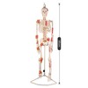 Ultrassist Human Skeleton Model, 34" Half Life Size Skeleton Replica