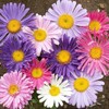 1000+ Pyrethrum Seeds for Planting -Pyrethrum Flower Seeds -Tanacetum Chrysanthemum