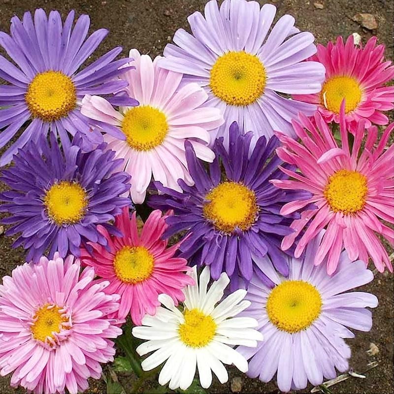1000+ Pyrethrum Seeds for Planting -Pyrethrum Flower Seeds -Tanacetum Chrysanthemum