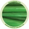 Natural Health 4 Life Candied Emerald Green Angelica 100 g