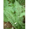 Ferns 20 Christmas Fern Root Systems, Christmas Dagger - Polystichum