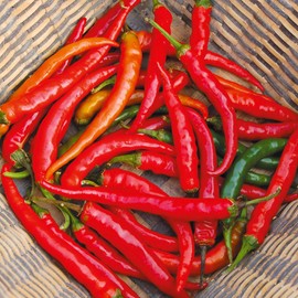 Organic Pepper Seeds, APPR. 125, Ring-O-Fire Cayenne Pepper, Heirloom Vegetable Seeds, Certified Organic, Non GMO, Non Hybrid, USA