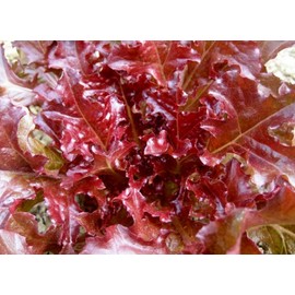 1 Ounce Microgreens Seeds- Red Salad Bowl Lettuce (22,000+ Seeds)