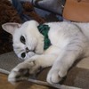 Cat Collar Breakaway with Bell and Bow Tie, Plaid Design