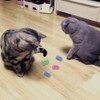 Andiker Interactive Cat Spiral Creative Spring Toy to Kill Time