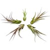 ragnaroc Live Air Plant – Tillandsia Capiput, Jumbo 6-9” -
