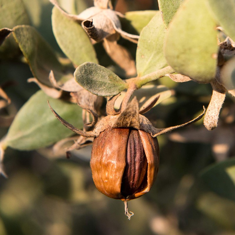 Weleda Organic moisturizer for the man (30 ml)