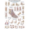 Teaching Board "Foot and Foot Diseases" 50 x 70 cm