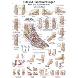 Teaching Board "Foot and Foot Diseases" 50 x 70 cm