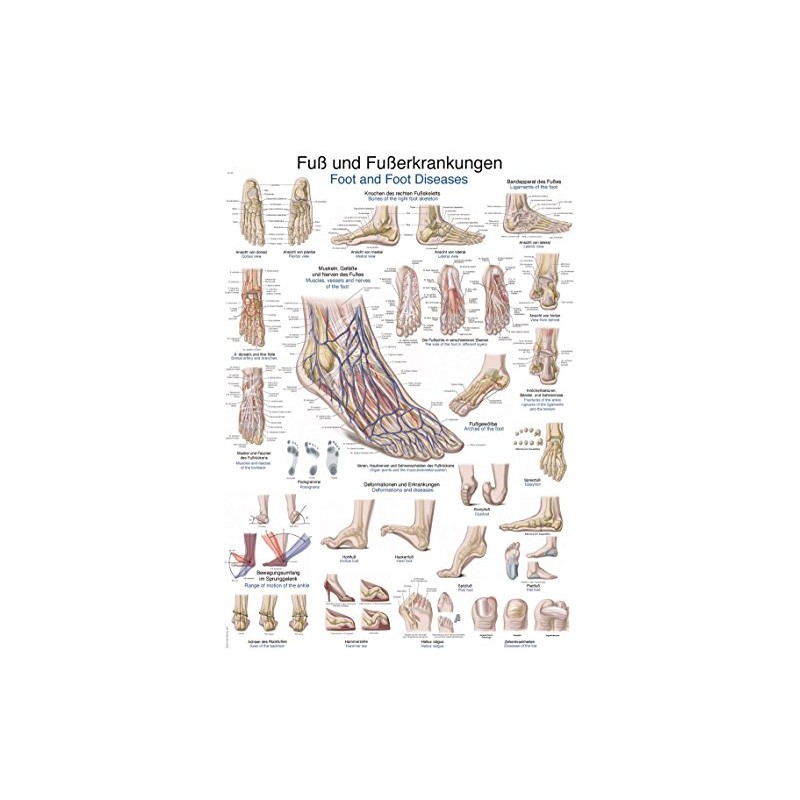 Teaching Board "Foot and Foot Diseases" 50 x 70 cm