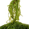 Kelp filaments 160g (16g*10 Pieces) Dried kelp for Miso Soup