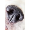 Canon EOS 50D 10x High Definition 2 Element Close-Up (Macro)