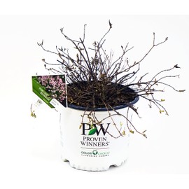 Proven Winners - Deutzia Yuki Cherry Blossom (Yuki Cherry Blossom Deutzia) Shrub, pink flowers, #3 - Size Container