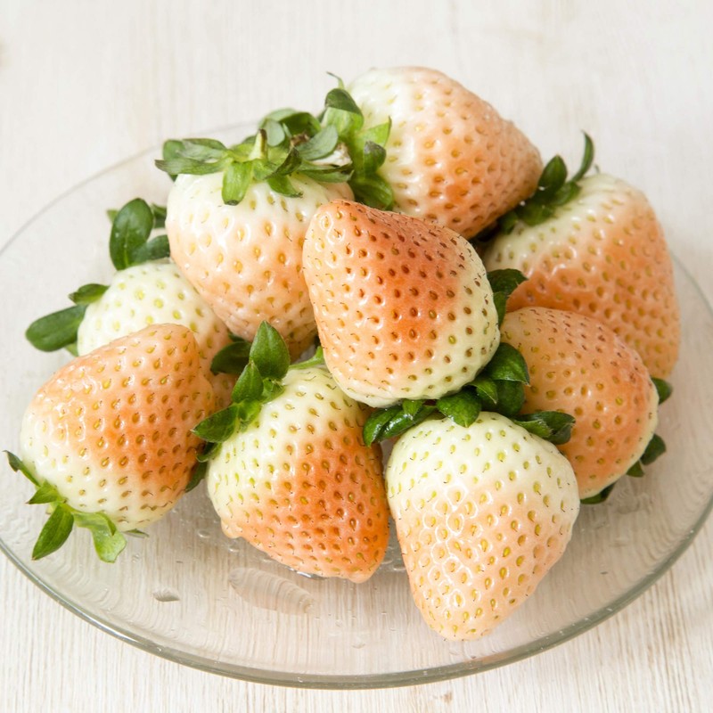 Outsidepride Strawberry Vesca White - 10000 Seeds