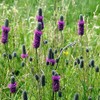 4,000 Purple Prairie Clover Seeds 8 Grams USA Harvested Native