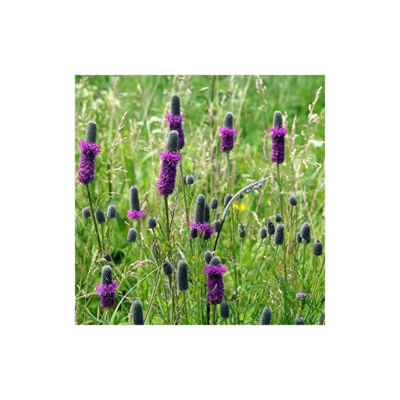4,000 Purple Prairie Clover Seeds 8 Grams USA Harvested Native