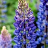 KIRA SEEDS - Seeds Blue Lupin - Perennial Flowers for