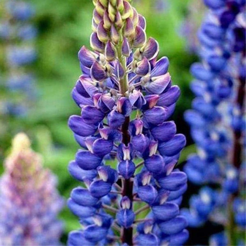 KIRA SEEDS - Seeds Blue Lupin - Perennial Flowers for