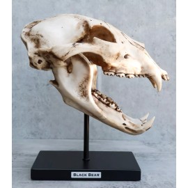 Ebros 11" Wide Replica American Black Bear Skeleton Skull Fossil Resin Figurine