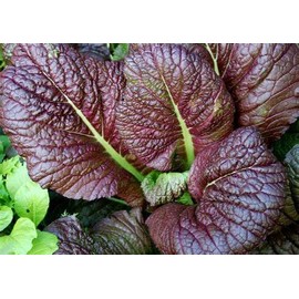 2000 Japanese Red Giant Mustard Seeds for Planting Heirloom Non GMO 4+ Grams Garden Vegetable Bulk Survival Microgreems Mustard Sprouts