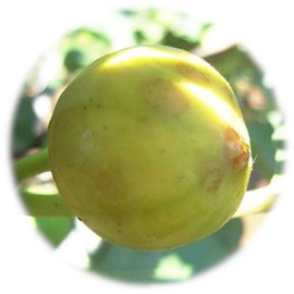 Fig Seedling Kadota 5.3 inches (13.5 cm) Pot Seedlings, Fig Seedling, Flowerless Fruit