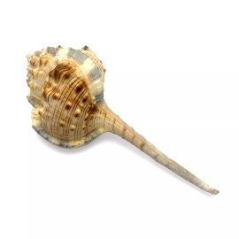 Snipe's Head Murex Sea Shell Murex Haustellum Natural Unique Rare Sea Shell