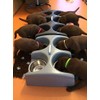 Weanafeeda Mini 6 Multiple Bowl Litter Feeder (Small/Medium Breeds)