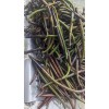 100 Red Mangrove Seeds Propagules Pond Salt or Fresh Plant
