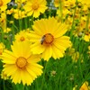 Outsidepride Lance-leaved Coreopsis - 5000 Seeds