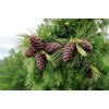 Organic Pine Nuts, Premium Quality 300gr/10.58oz vacuum pack by Siberian