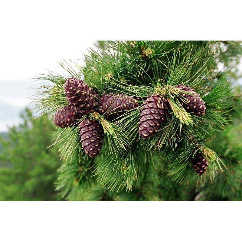 Organic Pine Nuts, Premium Quality 300gr/10.58oz vacuum pack by Siberian