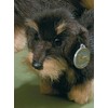 Förster 5507 Wire-Haired Dachshund Soft Toy 26 CM