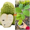 Tree 1 Cup Cherimoya Live Plant Seedling Fruit Tree "7-9"