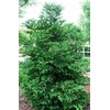 Cryptomeria 'Black Dragon' Plant