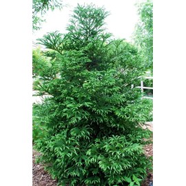 Cryptomeria 'Black Dragon' Plant