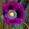 10,000 Heirloom Organic Lauren's Grape Papavaer Somniferum Poppy Seeds. Non-GMO