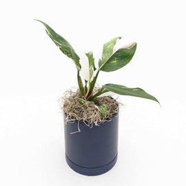 Easy to Grow Philodendron 'White Knight Pink' Live Plant (1 Pack) - Hard to Find Houseplant Placed in a Blue Ceramic Pot with Water Saucer, Indoor