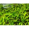15x Dwarf Sagittaria Subulata Dwarf Sag Easy Live Aquarium Plants