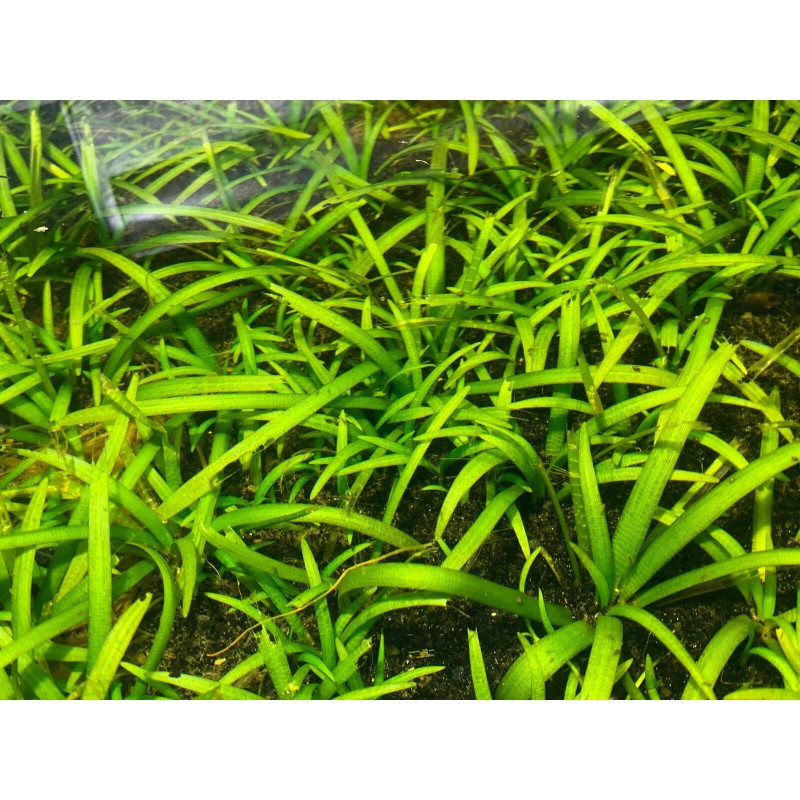 15x Dwarf Sagittaria Subulata Dwarf Sag Easy Live Aquarium Plants
