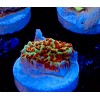 InfinityReefs AquaCultured Coral Frags, BUY PACKS & SAVE! no duplicates