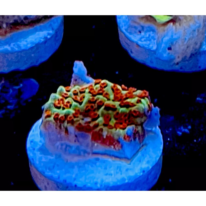 InfinityReefs AquaCultured Coral Frags, BUY PACKS & SAVE! no duplicates