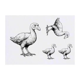 4 x 'Dodo Bird' Temporary Tattoos - Water Resistant, Skin-Safe, Non-Toxic Transfers, Mixed Sizes (TO00081042)