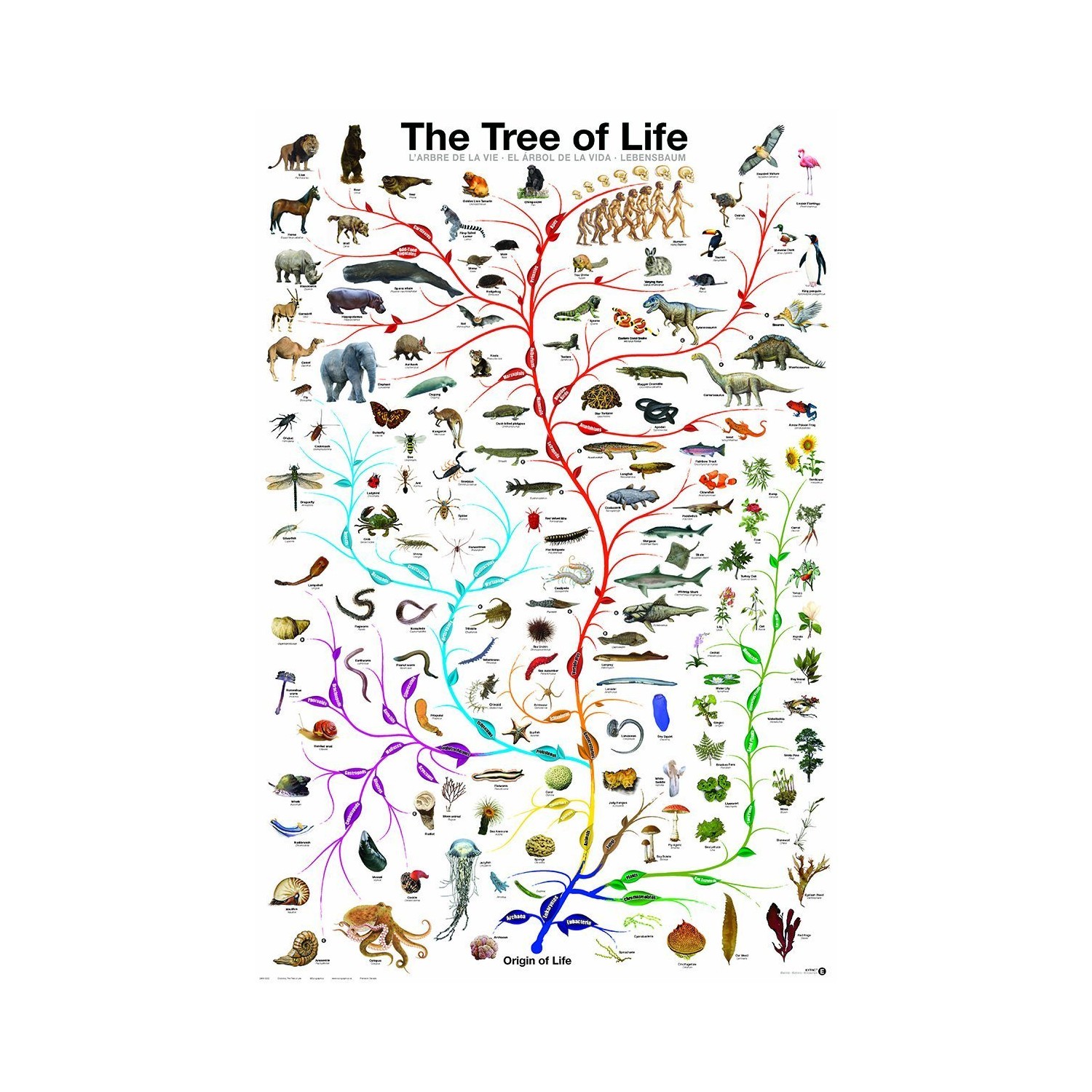 Evolution-The Tree of Life 24 x 36 Inch Full Color Science Information ...
