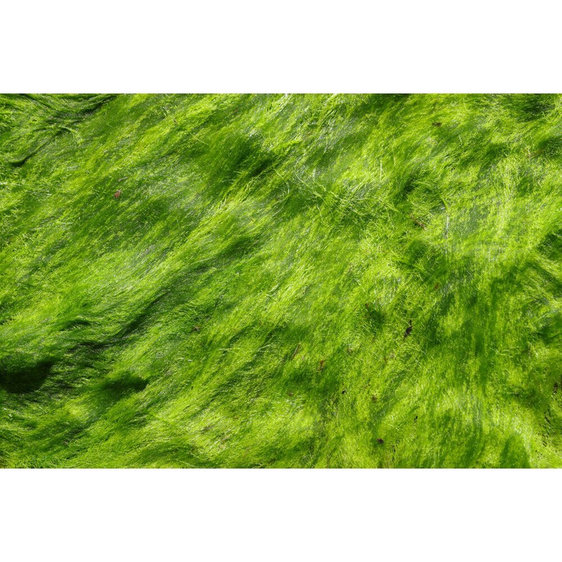 Pure Herbs: Irish Moss - 4 oz.