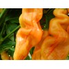 Sugar Rush Peach Stripey Chilli Seeds - Sugar Rush Peach